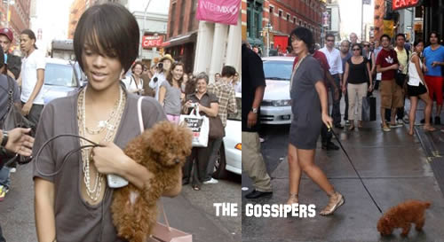 canestupendo4 Quanto è tenero il cane di Rihanna?