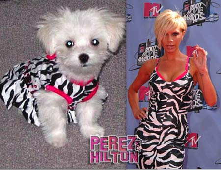 perez hilton victoria beckham and dog Chi lo indossa meglio?