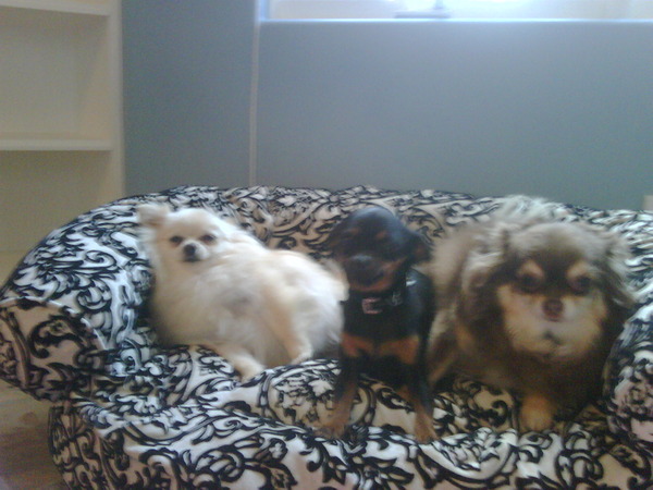 11557742 a30 I cani di Paris Hilton hanno una villa!