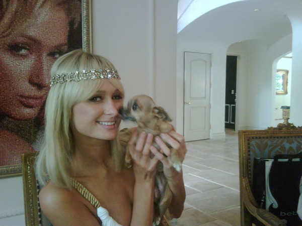 11774461 a623abd30f8889ecbc58b6e7fbb0c8db4a2f1fe8 scaled 753 I cani di Paris Hilton hanno una villa!