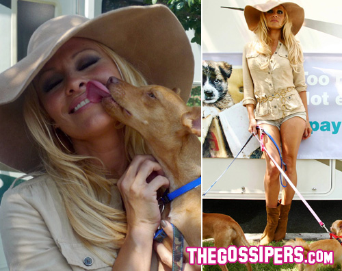 pamela anderson cani Pamela Anderson aiuta i cani abbandonati