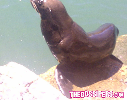 shakira leone2 Shakira attaccata da un leone marino