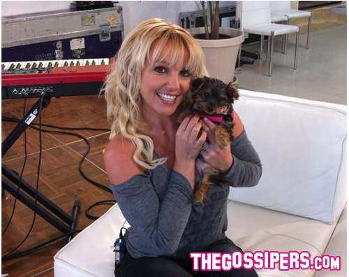 cane britney Britney presenta la sua nuova cagnolina