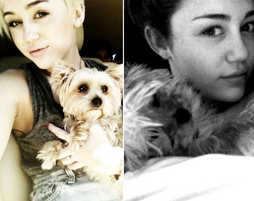 miley lila Miley Cyrus in lutto per la morte del suo cane