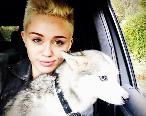 cane miley2 Nuovo cucciolo per Miley Cyrus