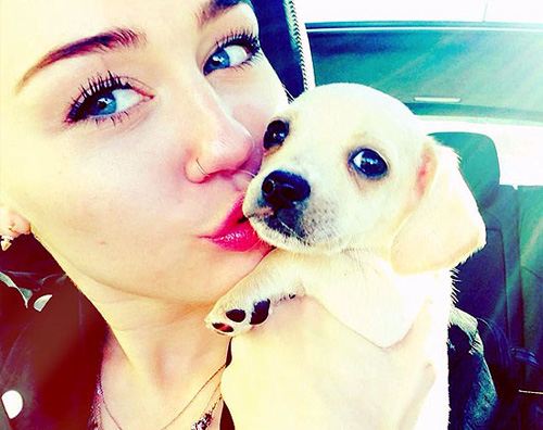 miley cane Nuovo cucciolo per Miley Cyrus
