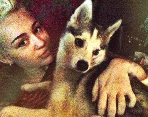 miley cane Miley Cyrus e i capelli corti: Il mio fidanzato li adora