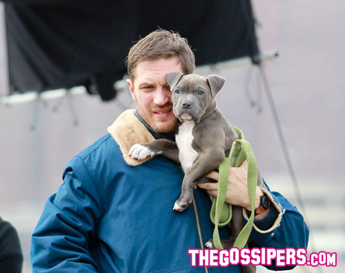 hardy Tom Hardy tenero con un cucciolo di pitbull