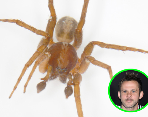 ragno Dominic Monaghan scopre un nuovo ragno