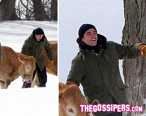 pattinson21 Robert Pattinson tra le mucche per Life
