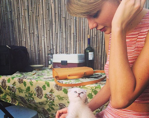 swift gattino Taylor Swift adotta un gattino