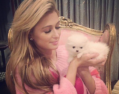 Paris Hilton Paris Hilton adotta una nuova cagnolina