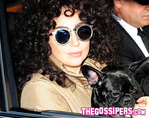 Lady Gaga Asia La cagnolina di Lady Gaga è su Instagram