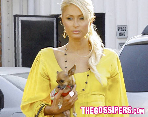 Paris Hilton Paris Hilton piange la morte del suo cagnolino