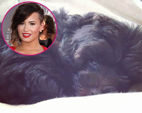 Batman Demi Demi Lovato adotta un nuovo cucciolo