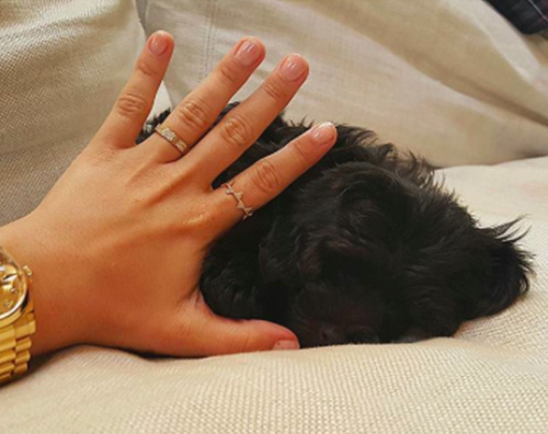 Batman Demi Lovato adotta un nuovo cucciolo