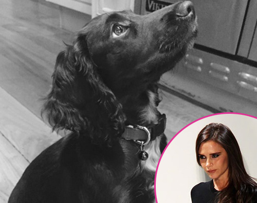 Olive Beckham I Beckham adottano una cagnolina