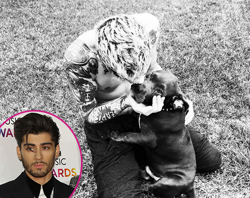 Zayn Zayn Malik papà di Rhino