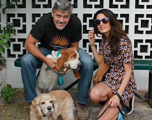 Amal Alamuddin George Clooney George e Amal adottano una cagnolina