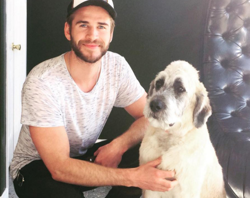 Liam Hemswroth 2 Liam Hemsworth adotta una nuova cagnolina con l aiuto di Miley