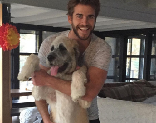 Liam Hemswroth Liam Hemsworth adotta una nuova cagnolina con l aiuto di Miley