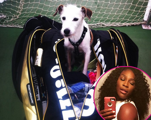 sERENA wILLIAMS Serena Williams piange la morte della sua cagnolina Jackie