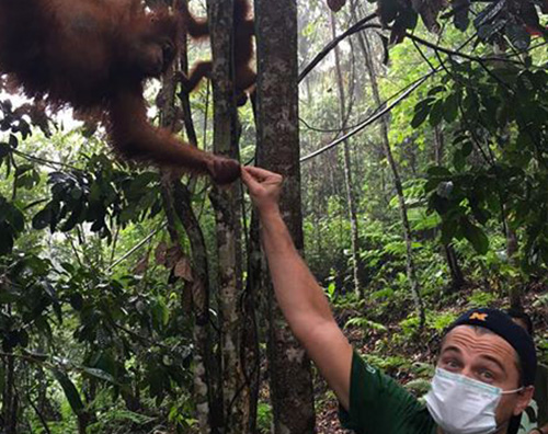 Leonardo DiCaprio Leonardo DiCaprio in Indonesia per salvare l orango di Sumatra