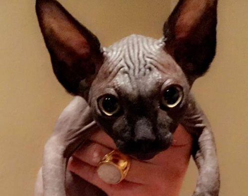Demi lovato 2 Demi Lovato presenta il suo nuovo gatto su Snapchat