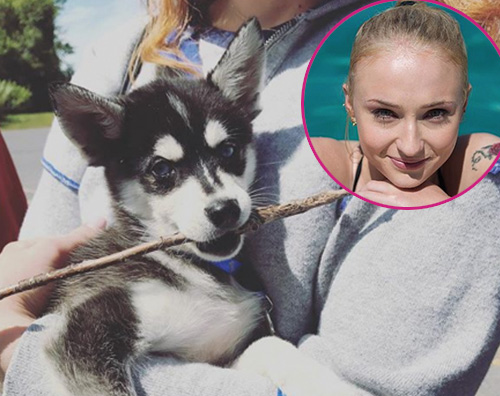 Sophie Turner Joe Jonas e Sophie Turner adottano un nuovo cagnolino