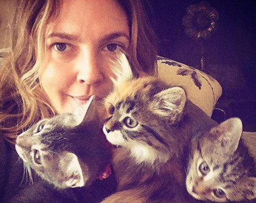 Drew Barrymore Drew Barrymore ha adottato tre gattini