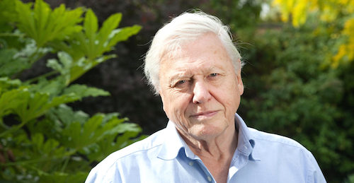 david attenborough sm 1550x804 Kate Middleton, ecco chi è la sua celebrity preferita