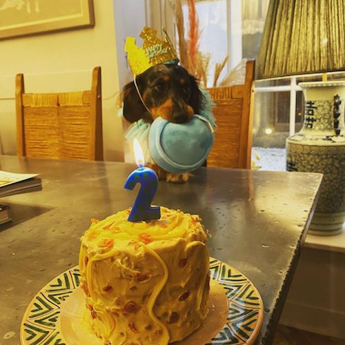 Emilia Clarke festeggia il compleanno del suo cagnolino 260099230 423237179348043 4573892903433460981 n Emilia Clarke festeggia il compleanno del suo cagnolino